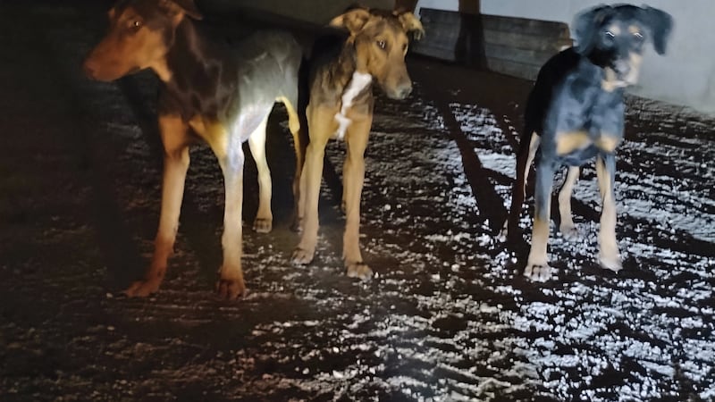 Two animal rescue groups saved four Dobermans from the streets in northwest Las Vegas.