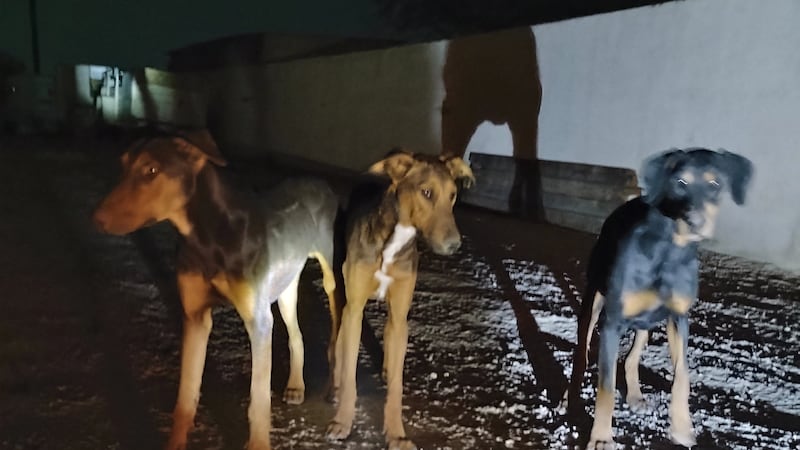 Two animal rescue groups saved four Dobermans from the streets in northwest Las Vegas.