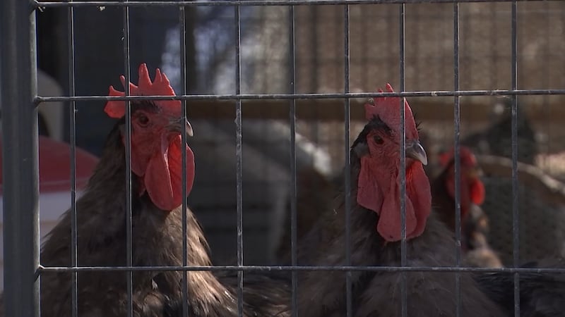In Las Vegas, backyard chicken eggs in high demand