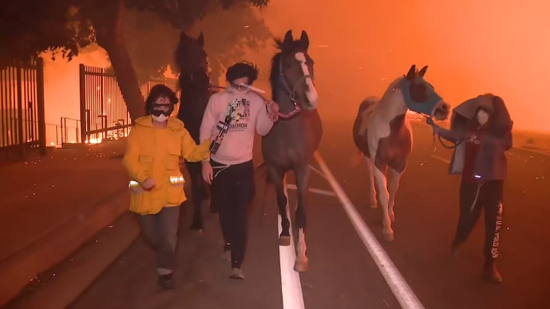 Horses removed from Los Angeles fires