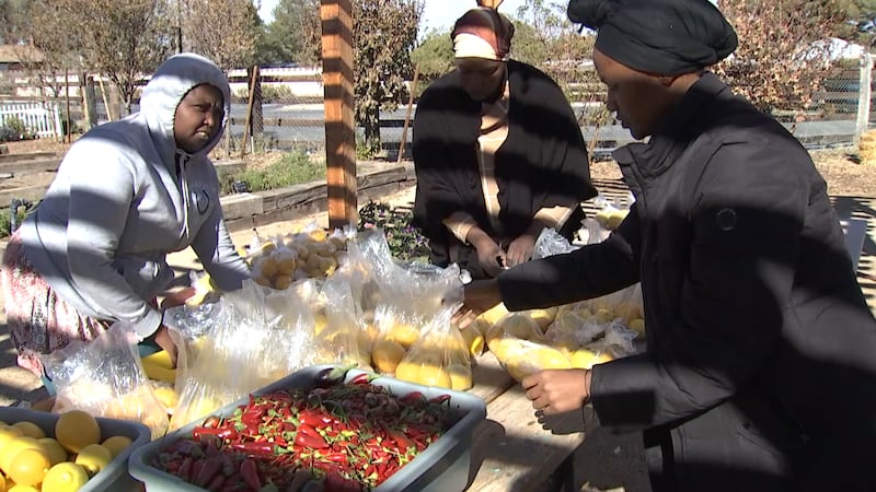 A newly-opened farm in North Las Vegas is selling organic produce harvested by refugees living...