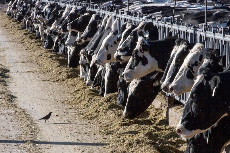 FILE - Dairy cattle feed at a farm on March 31, 2017, near Vado, N.M. Another Michigan dairy...