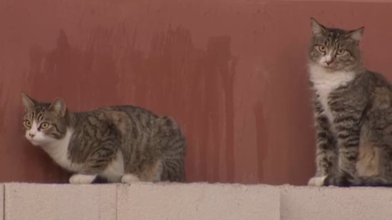 This week the Henderson City Council gave the green light for private trappers to trap, neuter...