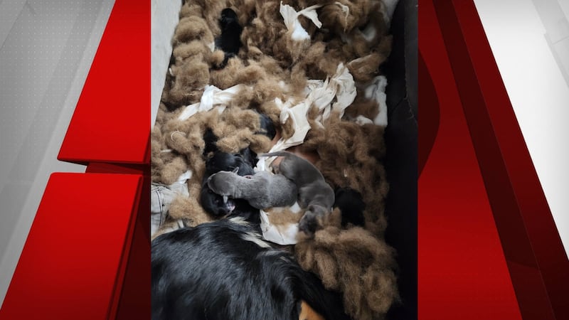 Michael Grindrod faces five animal cruelty charges. He was at Clark County Justice Court...