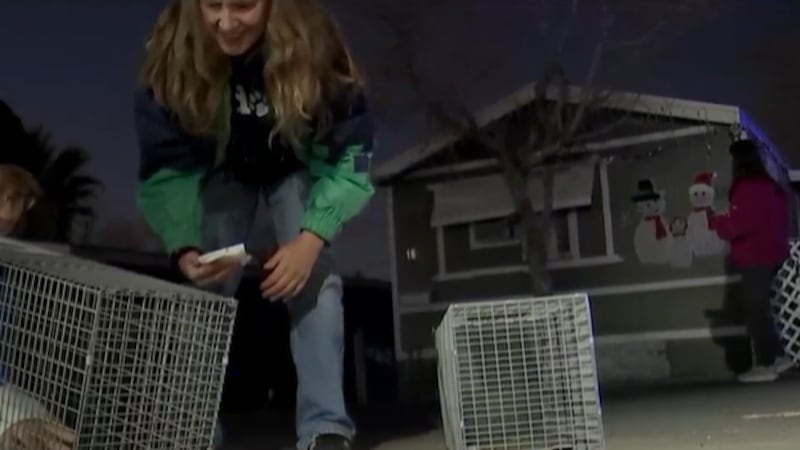 City of Henderson cat trappers are busy at work ever since they got the green light to start...