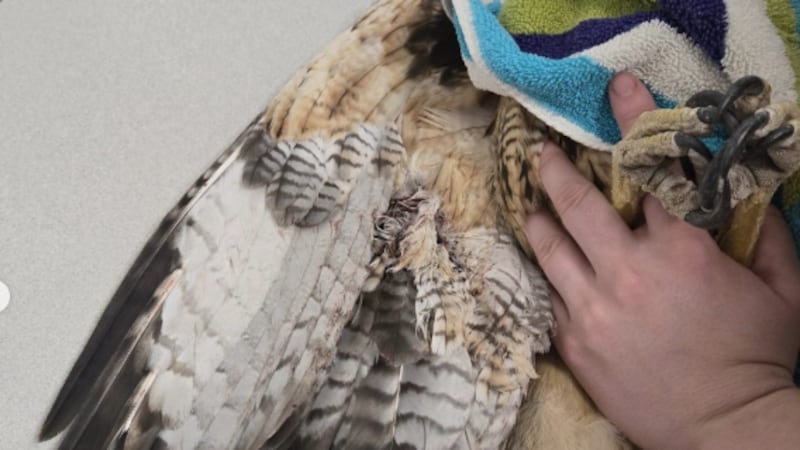Red-Tailed Hawk shot by pellet gun in Henderson