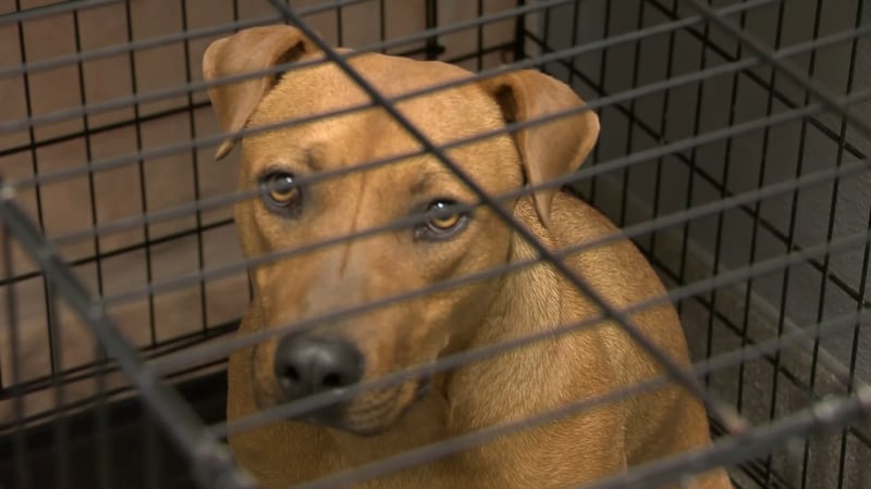 The Animal Foundation says overcrowding has become critical after taking in nearly 1,000...