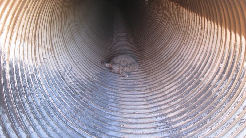 Nevada desert tortoises are getting some help crossing busy roads
