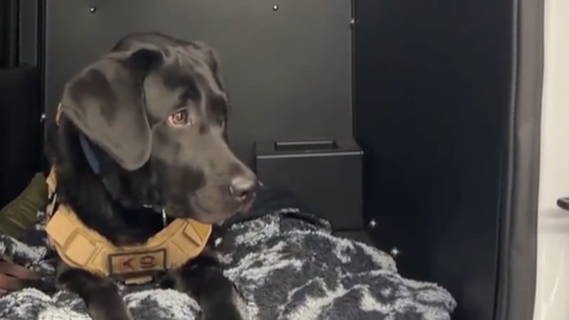 Countess is an ignitable liquid detection dog for Clark County. She and her handler, fire...