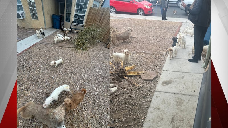 Animal Protection Services were dispatched to a Las Vegas neighborhood where multiple dogs...