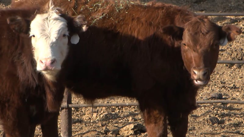 Bird flu continues to be an area of concern nationwide, especially in dairy cattle – with the...