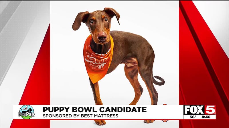 Pet Pals: Puppy Bowl
