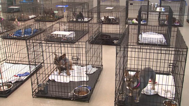 Clark County cracks down on backyard breeders, mandates microchips, defines neglect