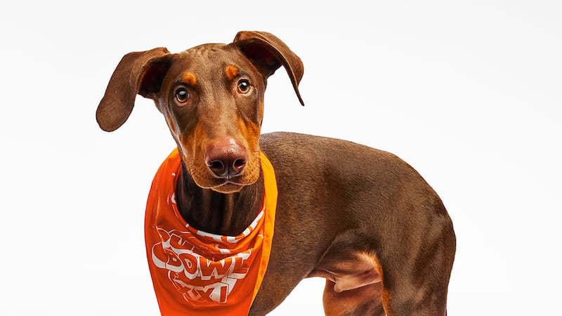 Maxx, a three-legged Doberman puppy, will take the field next weekend during Puppy Bowl XXI.