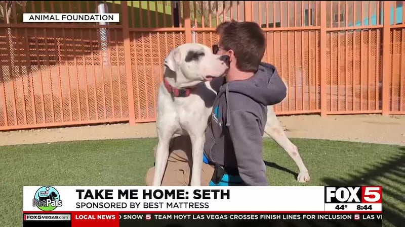 Pet Pals: Take Home Seth