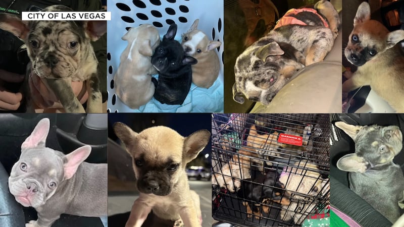 The City of Las Vegas is using social media to catch backyard breeders through a Department of...