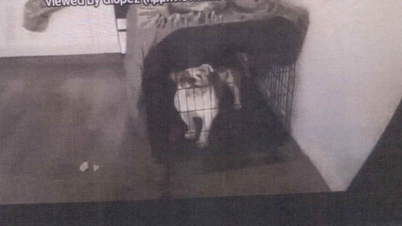Grand jury photo shows Reba the bulldog in a kennel inside apartment