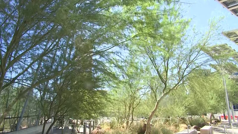 The City of Las Vegas has a 2050 Master Plan that includes planting thousands of trees to help...
