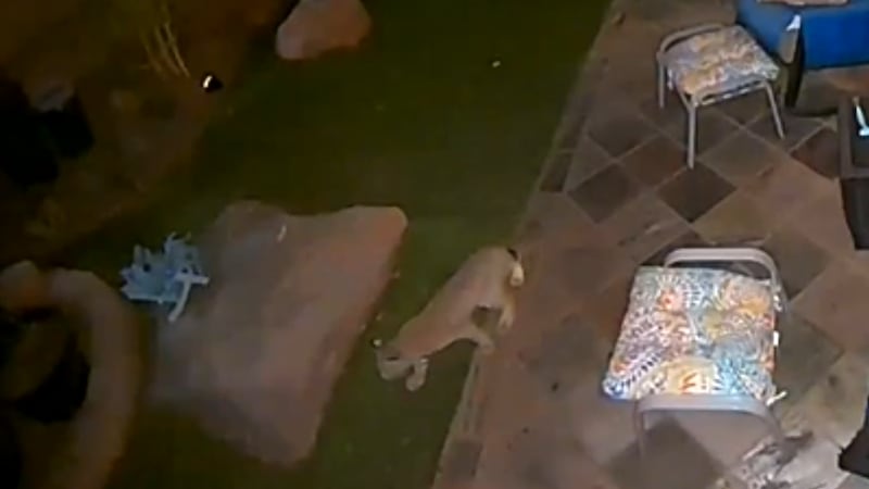 Coyotes and bobcat stroll through Las Vegas Valley backyard