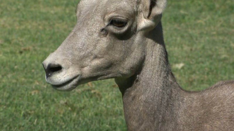 Dozens of Bighorn Sheep call Hemenway Park home, but the staple in the Boulder City community...