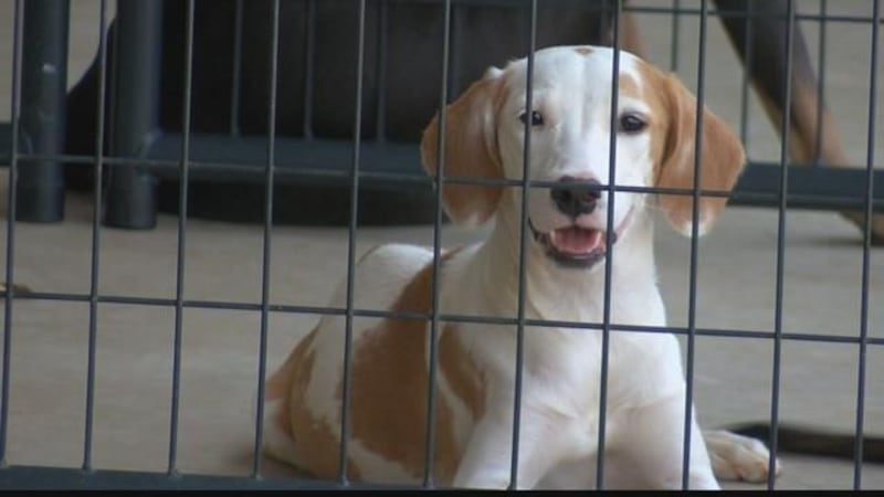 Henderson Animal Shelter in need of pet adoptions